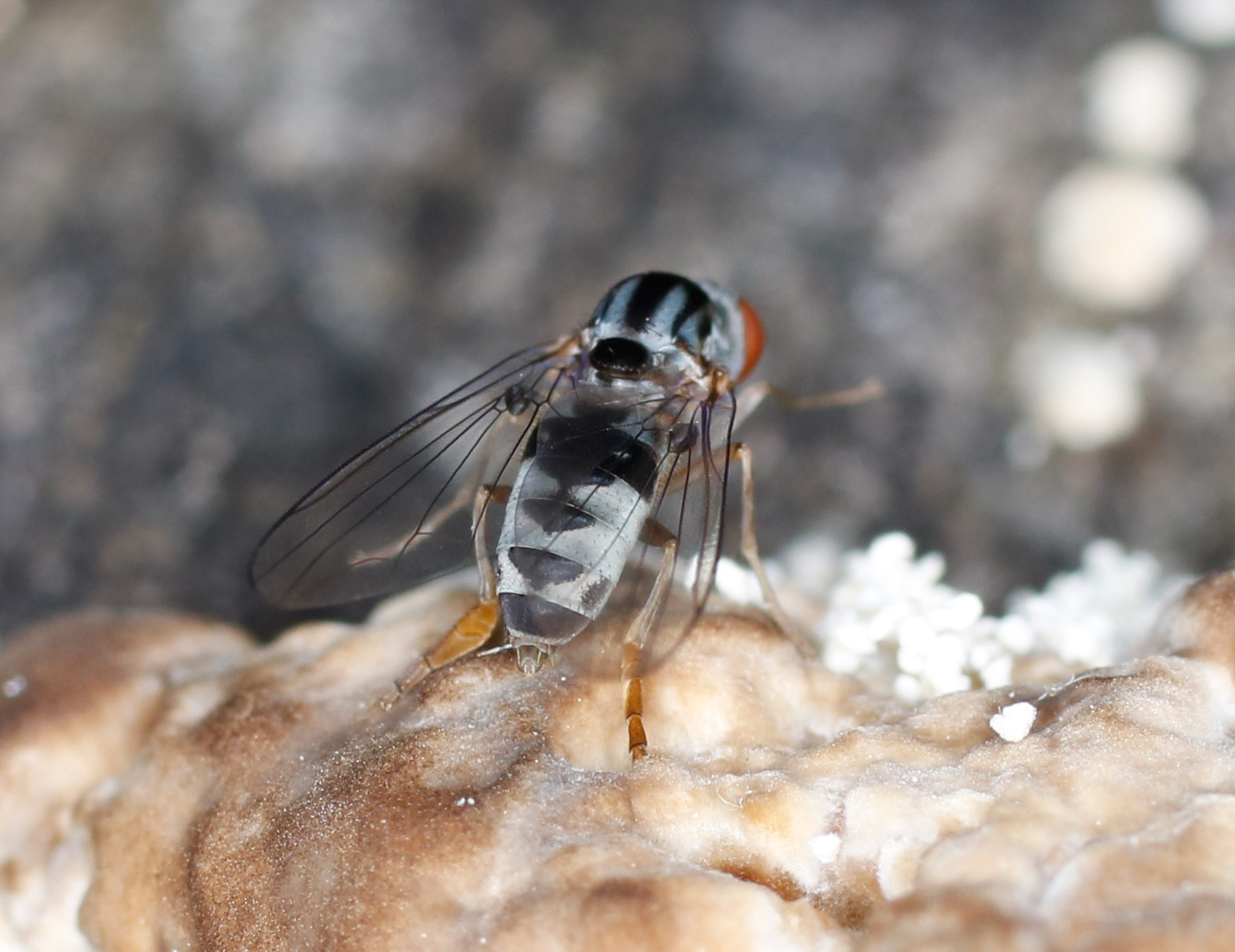 Platypezidae: Polyporivora picta, femmina